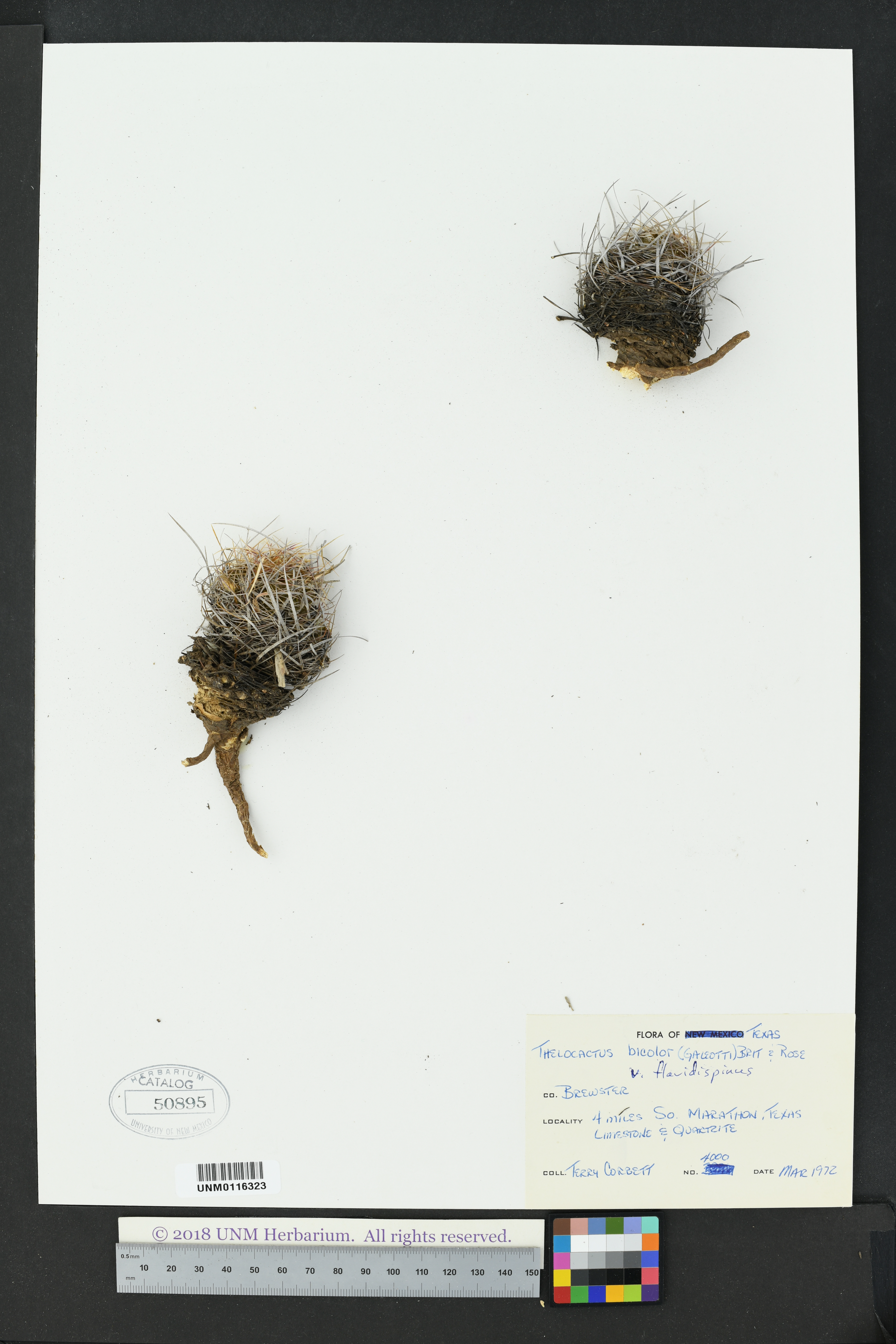 Thelocactus bicolor var. flavidispinus image