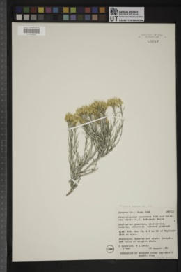 Ericameria nauseosa var. iridis image