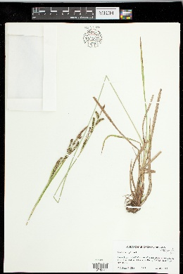 Carex interrupta image