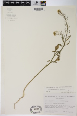 Sinapis alba image