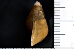 Elimia potosiensis plebeius image
