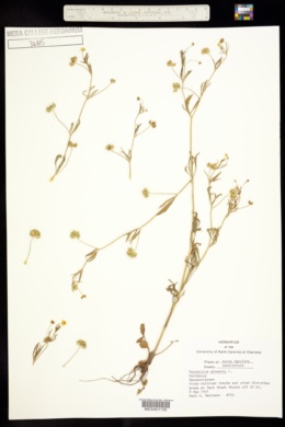 Ranunculus arvensis image