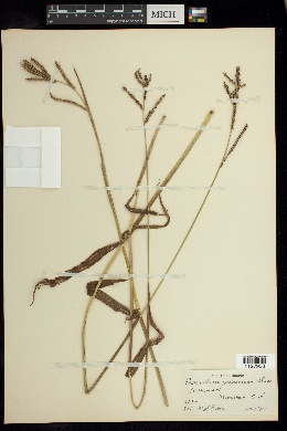 Paspalum jaliscanum image