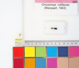 Chrysomya rufifacies image