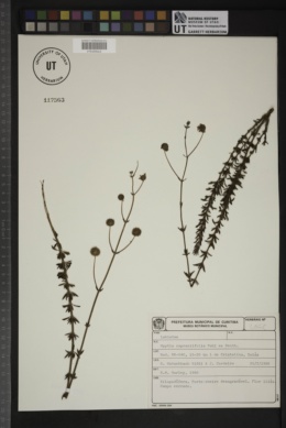 Hyptis caprariifolia image