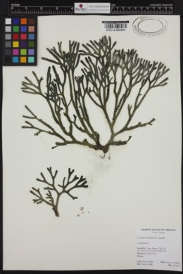 Ceramium californicum image