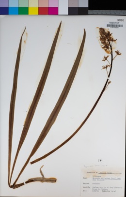 Image of Camassia scilloides