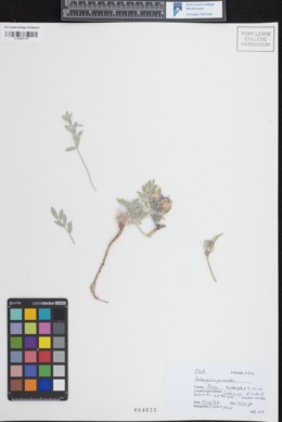 Astragalus piscator image