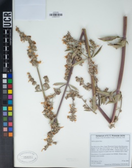 Salvia apiana image