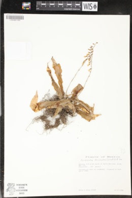 Image of Fosterella micrantha