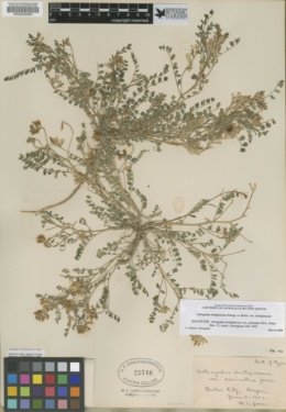 Astragalus lentiginosus var. carinatus image