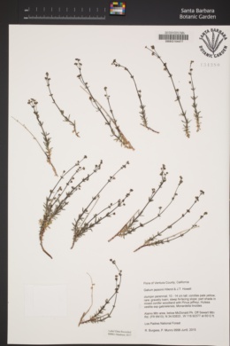 Galium jepsonii image