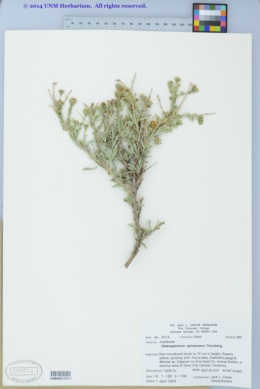 Image of Osteospermum spinescens