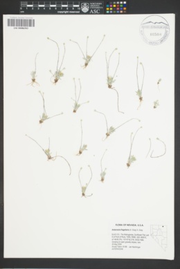 Image of Antennaria flagellaris