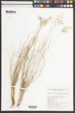 Austrodanthonia caespitosa image