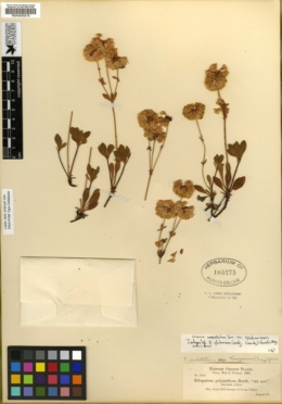 Eriogonum umbellatum var. glaberrimum image