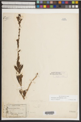 Penstemon platyphyllus image