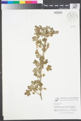 Image of Ribes menziesii