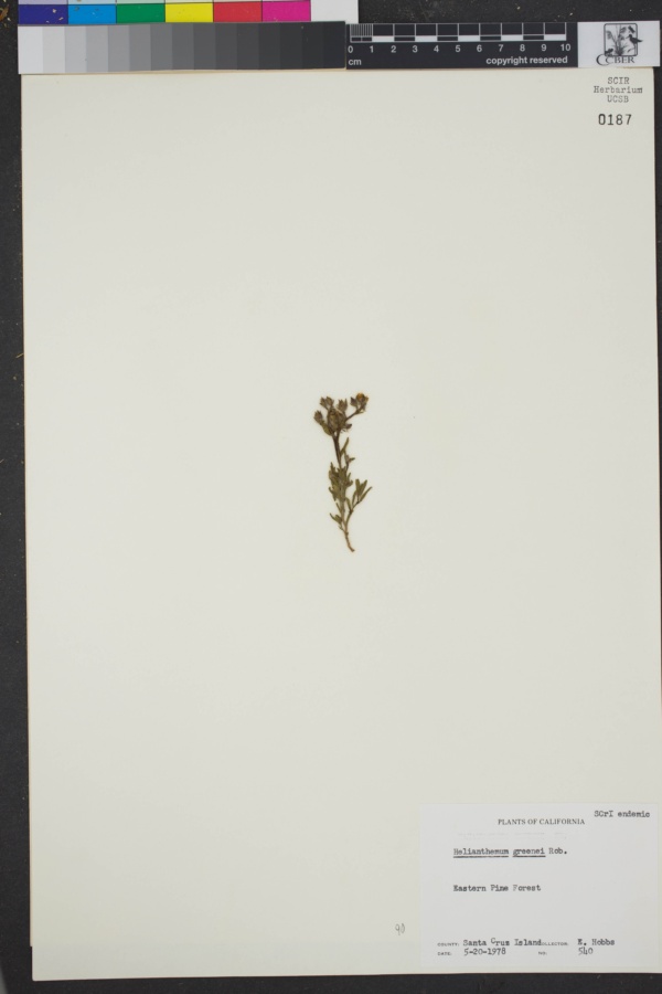 Cistaceae image