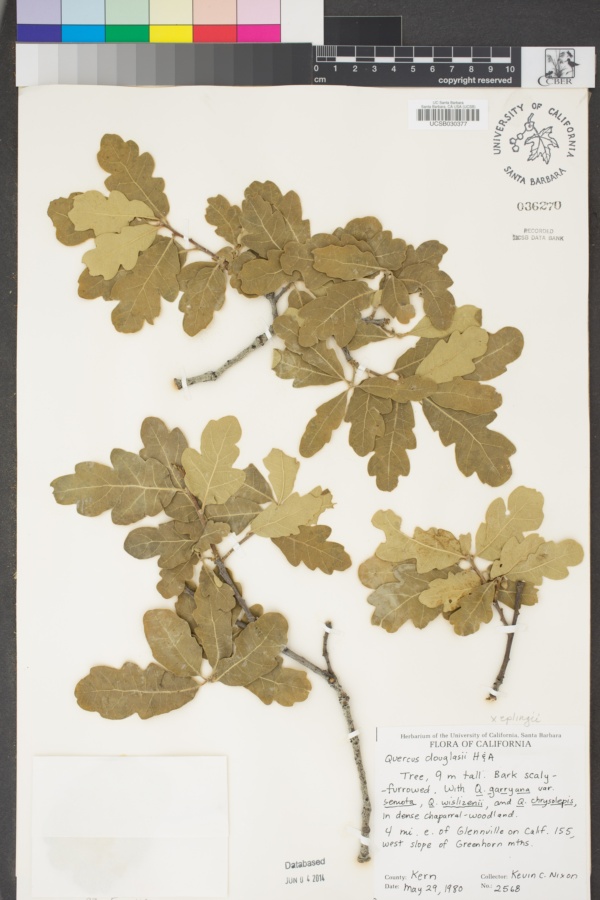 Quercus × eplingii image
