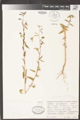 Clarkia tembloriensis subsp. calientensis image