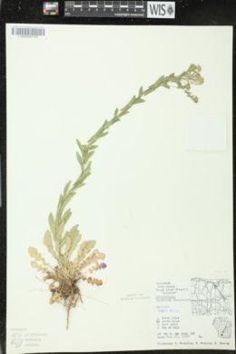 Lepidium campestre image
