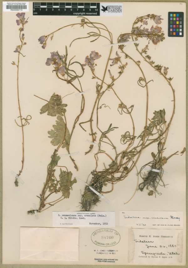 Sidalcea neomexicana subsp. crenulata image