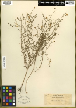 Gerardia viridis image