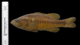 Image of Micropterus notius