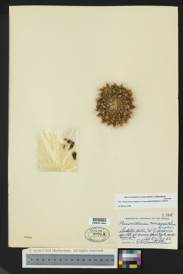 Mammillaria meiacantha image