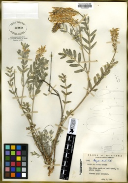 Image of Astragalus adsurgens