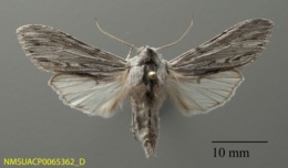 Cucullia serraticornis image