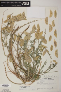 Astragalus allochrous var. allochrous image