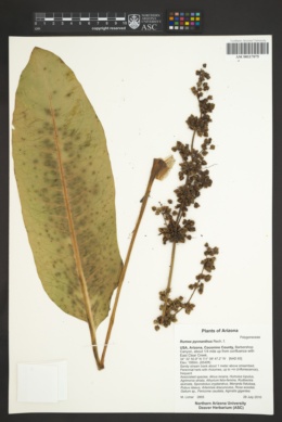 Rumex pycnanthus image