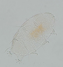 Echiniscus quadrispinosus image