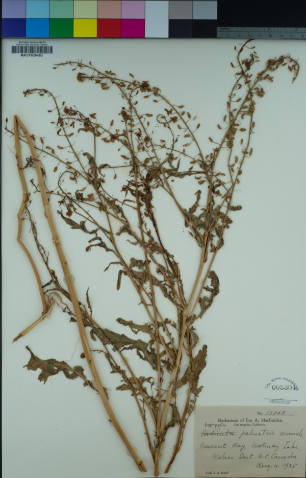 Rorippa palustris image