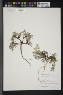 Astragalus marianus image