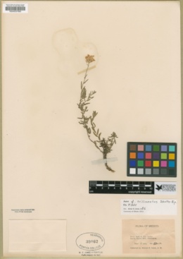 Image of Aster trilineatus