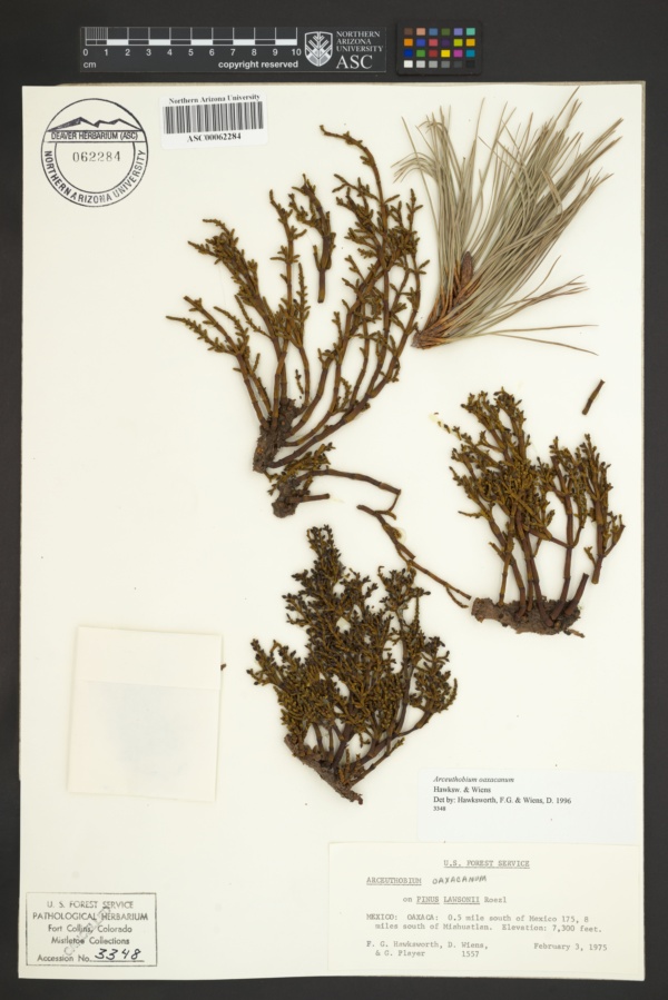 Arceuthobium oaxacanum image