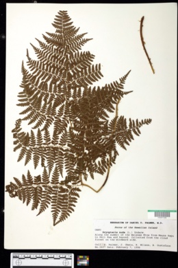 Image of Dryopteris glabra var. nuda