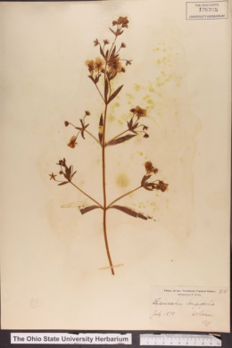 Lysimachia longifolia image
