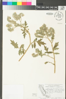 Phacelia cicutaria var. hispida image