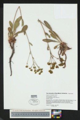 Eriogonum hieraciifolium image