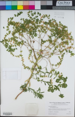 Euphorbia segetalis image