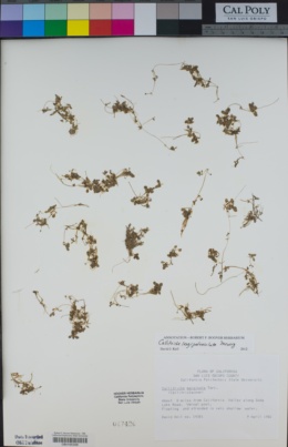Image of Callitriche longipedunculata