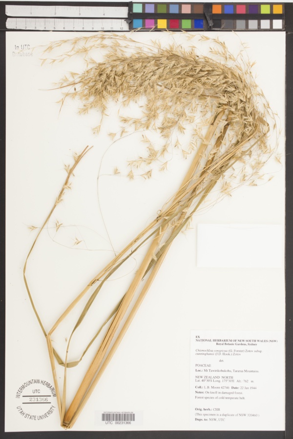 Chionochloa conspicua subsp. cunninghamii image