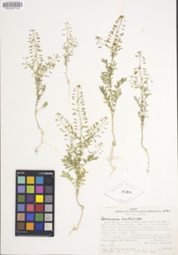 Descurainia brachycarpa image