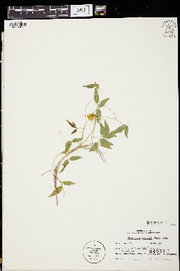 Image of Rhynchosia swartzii
