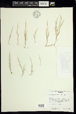Muhlenbergia brevis image