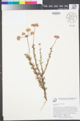 Image of Eriogonum fasciculatum